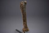 Fossil Hadrosaur Femur With Metal Stand - Montana #352273-2